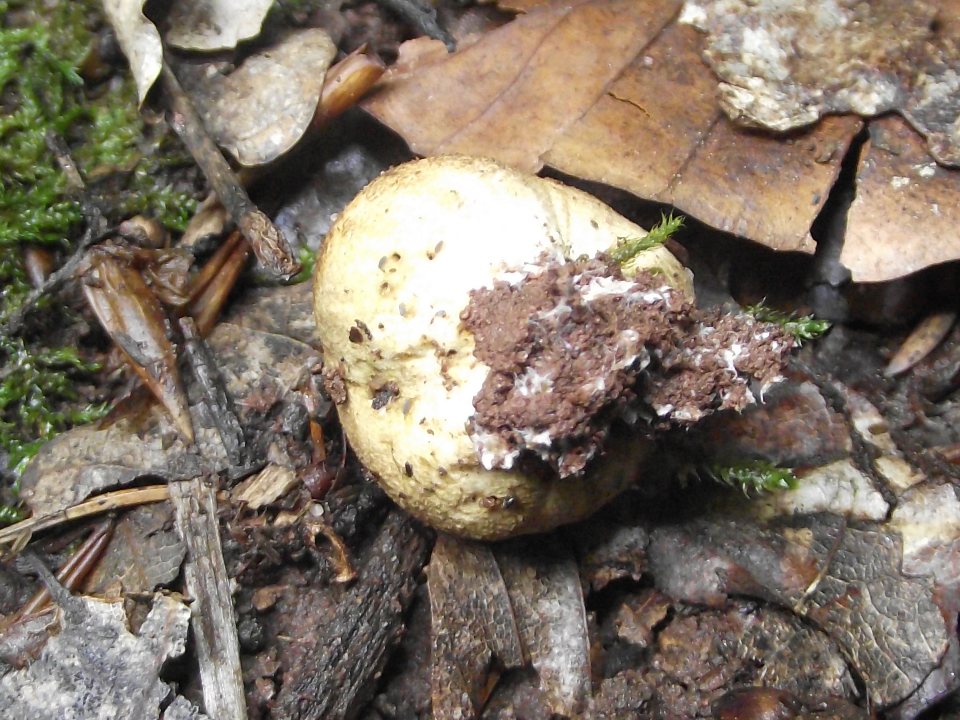 Dickschaliger Kartoffelbovist